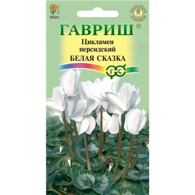 Цикламен Белая сказка (Гавр)