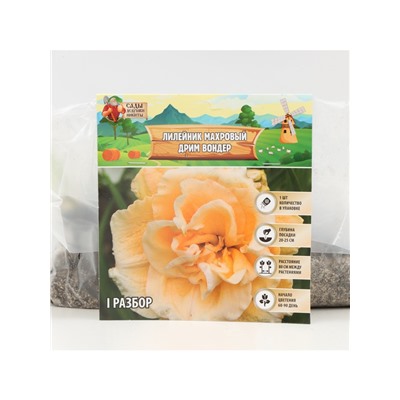 Лилейник Double Creamy Wonder, многолетник, корневище в пакете с торфогрунтом, р-р I, 1 шт.