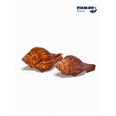 Ракушка декоративная, длина 5-6 см, ширина 4 см