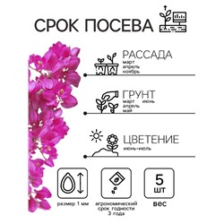 Семена Антигонон "Лиана любви", ц/п,  5 шт.