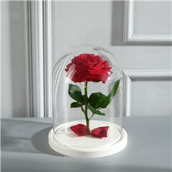 Стеклянный купол-клош на деревянной подставке «Венсан», 20×15 см, белый