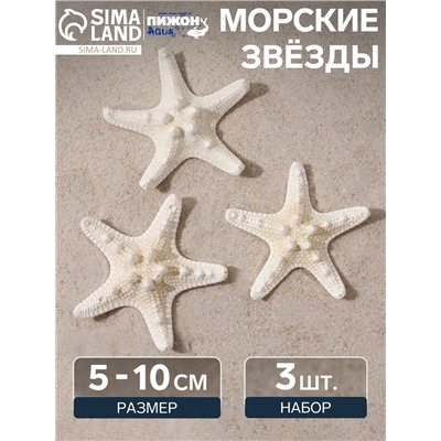 Набор из 3 морских звезд, размер каждой 5-10 см, белые