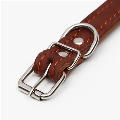 Ошейник кожаный двухслойный, 46×2 см, ОШ 25-35 см, коричневый