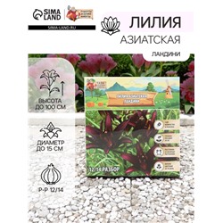 Лилия Азиатская "Ландини", р-р 12/14, 3 шт, Весна 2025