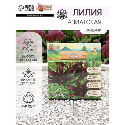 Лилия Азиатская «Ландини», луковица в пакете с перфорацией, р-р 12/14, 3 шт.