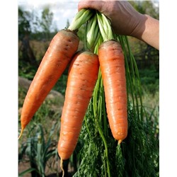 Морковь Канада (гр)