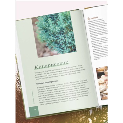 Эксмо Ольга Городец "Роскошные хвойные. Виды, посадка, уход"