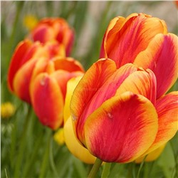 Тюльпан Апельдорн Элит 11/12 3шт СдС