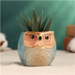 Декоративный горшок для цветов «Сова Ава» керамический, 100 мл, 6.5×6.5×6 см, голубой