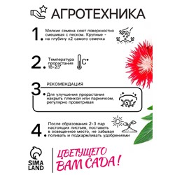 Семена   Астра Ажурная россыпь, смесь окрасок , 0,2г