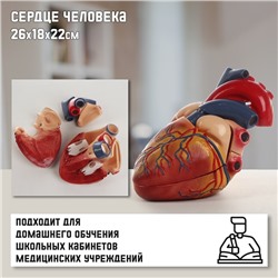 Анатомическая модель «Макет сердца человека», 26×18×22 см
