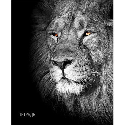 Тетрадь  40л клетка "Лев" С6046-41 КТС-ПРО