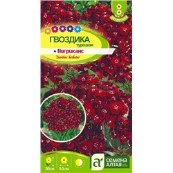 Гвоздика Турецкая Нигриканс (Алтай)