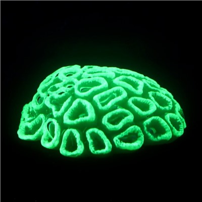 Декор для аквариума коралл Faviidae, 5×2.5 см, силиконовый, зелёный