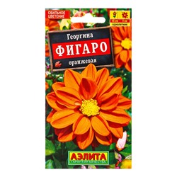 Семена цветов Георгина Фигаро махровая оранжевая , Ц/П,7 шт.
