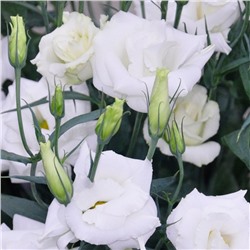 5198D Эустома крупноцветковая Арена F1 II Килиманджаро 5шт