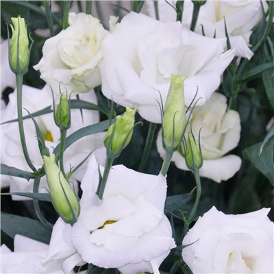 5198D Эустома крупноцветковая Арена F1 II Килиманджаро 5шт