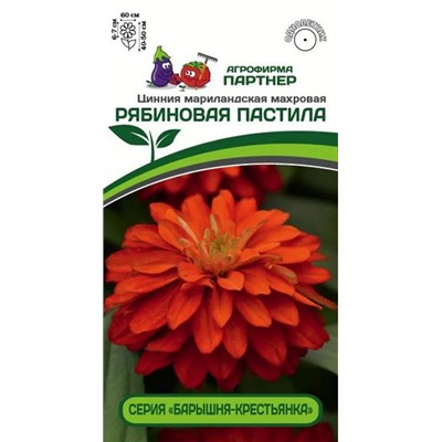 3378P Цинния РЯБИНОВАЯ ПАСТИЛА / мариландская махровая 5 шт