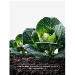 Семена Капуста «Атрия», F1, 15 шт., «Агросс»