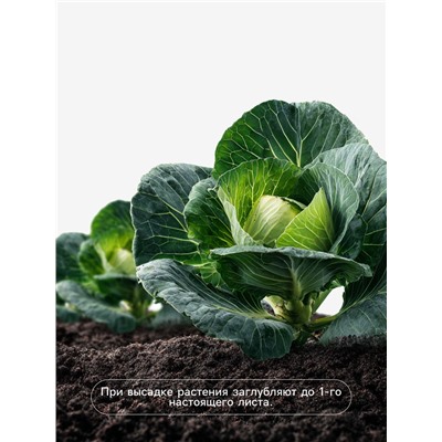 Семена Капуста «Галакси», F1, 10 шт., «Агросс»