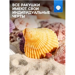 Набор ракушек Пектен Вексиллум средние, 4 - 6 см, 100 г