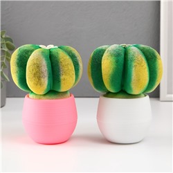 УЦЕНКА Растущий подарок травка Экоживчик «Кактус Астрофитум» МИКС