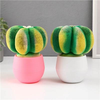 УЦЕНКА Растущий подарок травка Экоживчик «Кактус Астрофитум» МИКС