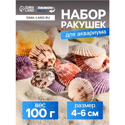 Набор ракушек Пектен Вексиллум средние, 4 - 6 см, 100 г