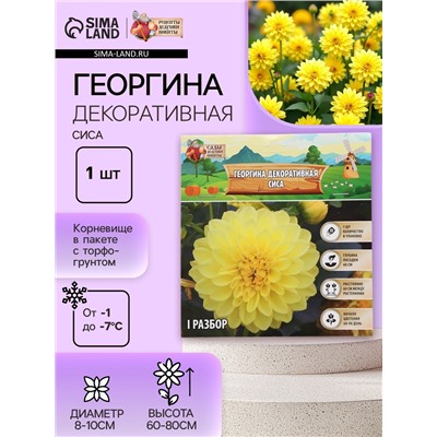 Георгина Декоративная «Сиса», клубелуковица в упаковке, р-р I, 1 шт.