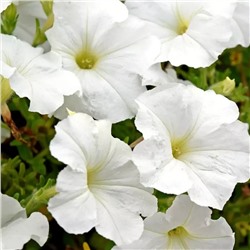 5243D Петуния Хэнг Аут Вайт 5шт