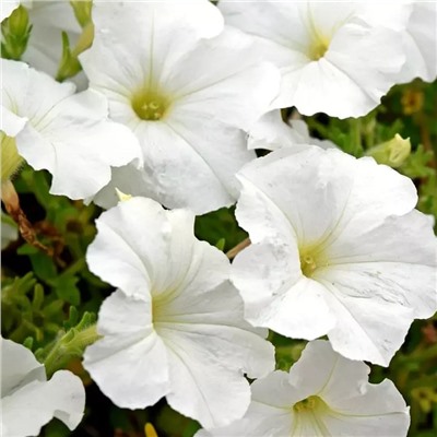 5243D Петуния Хэнг Аут Вайт 5шт