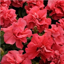 5244D Петуния Дуо Салмон 5шт