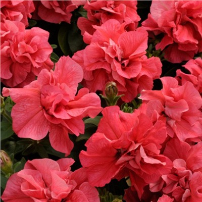 5244D Петуния Дуо Салмон 5шт