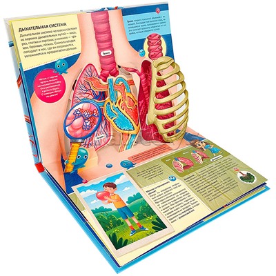 POP UP энциклопедия. Анатомия: книжка-панорамка (интегральная) 28.03.24