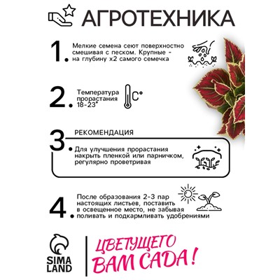 Семена цветов Колеус «Радуга - Фестиваль танца», F1, 10 шт., «Престиж семена»