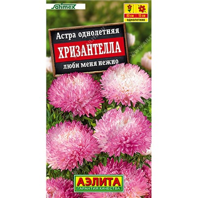 Астра Хризантелла Люби меня нежно (Код: 93513)