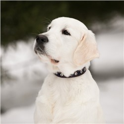 Ошейник кожаный однослойный безразмерный, 45×2 см, ОШ 18-39 см, синий