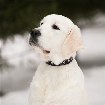 Ошейник кожаный однослойный безразмерный, 45×2 см, ОШ 18-39 см, синий