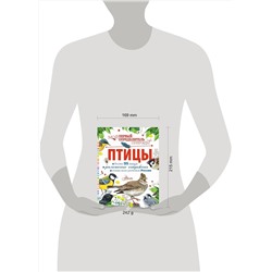 АСТ Рахчеева М.В. "Птицы"