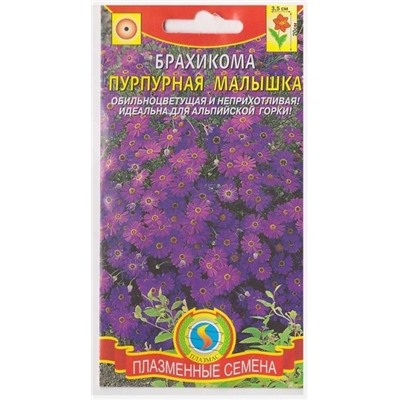 Брахикома Пурпурная малышка  (Код: 75122)