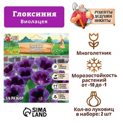 Глоксиния "Виолацея", р-р 5/6, 2 шт Весна 2025