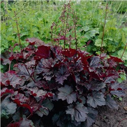 5232D Гейхера мелкоцветковая Палас Пурпл 5шт