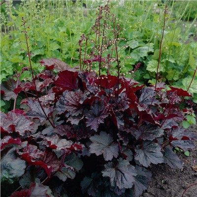 5232D Гейхера мелкоцветковая Палас Пурпл 5шт