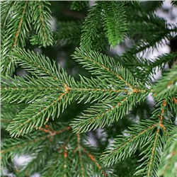 Елка Альпийская 180см.