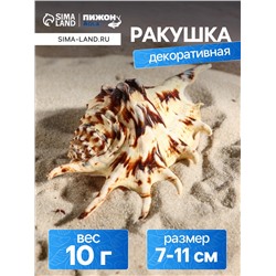 Ракушка декоративная, 7-11 см