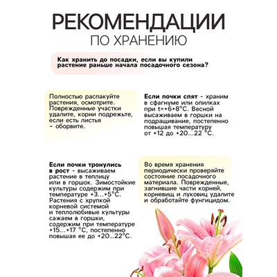 Лилия Тигровая "Свит Суренде", р-р 12/14, 3 шт, Весна 2025