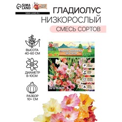 Гладиолус Низкорослый "Смесь сортов", р-р 10+, 7 шт,