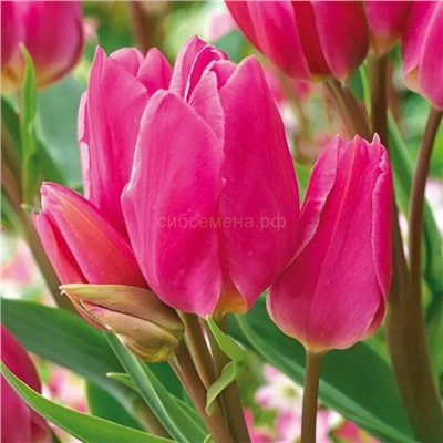 Тюльпан Хэппи Фэмели (многоцветковый) 12/+ 3шт СдС