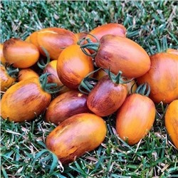 7145T Томат Атомный закат 10шт