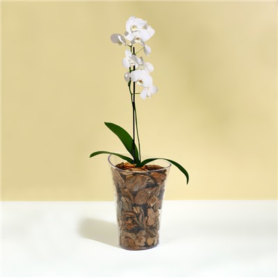 Горшок для орхидей, 1.3 л, 13.6×14.1×20 см, пластиковый, прозрачный